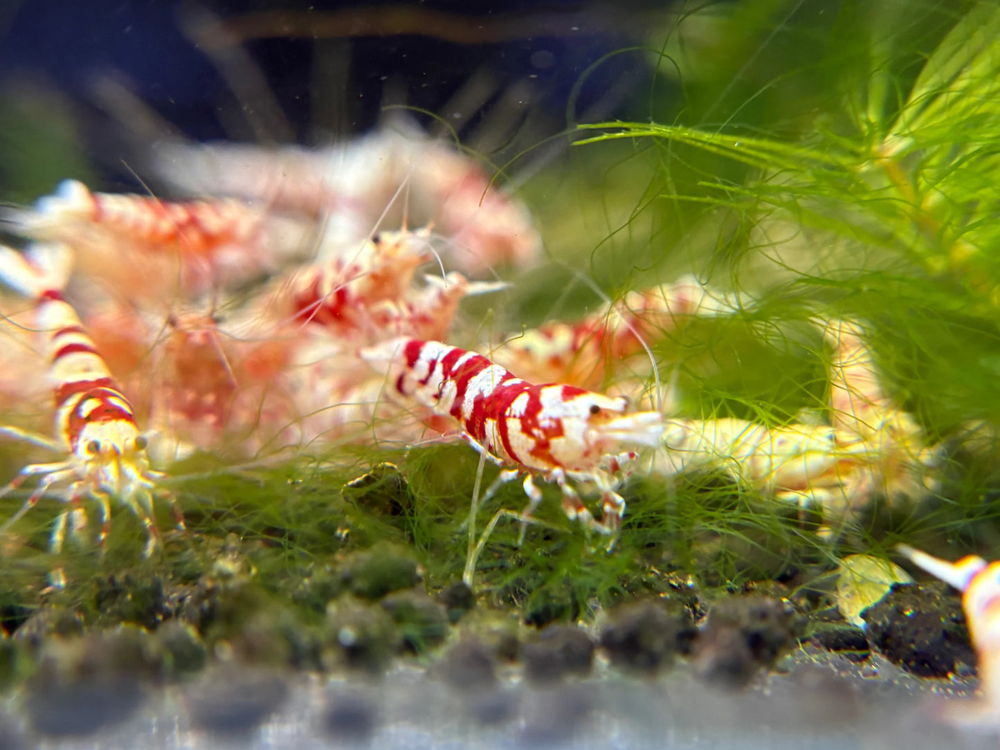 Red Fancy Tiger A-SS (Mixed Grade)