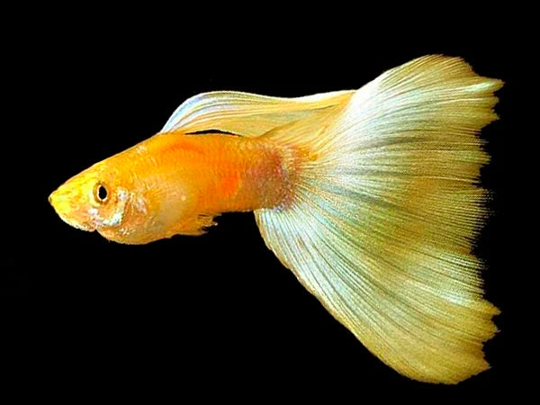 Live Female Full Gold 24K Guppy Fish - High Quality, Freshwater, Beginner Friendly (USA Seller)