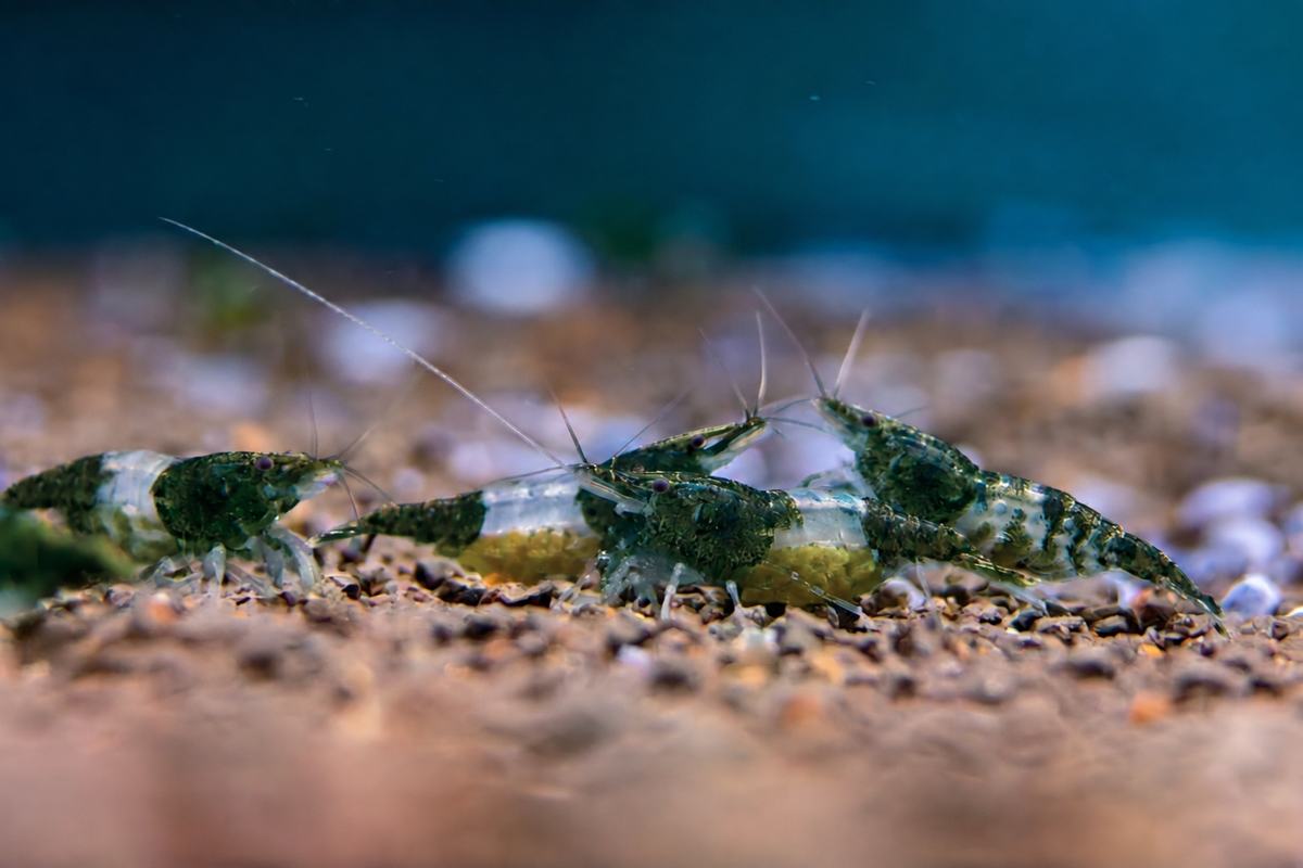Olive Green Rili