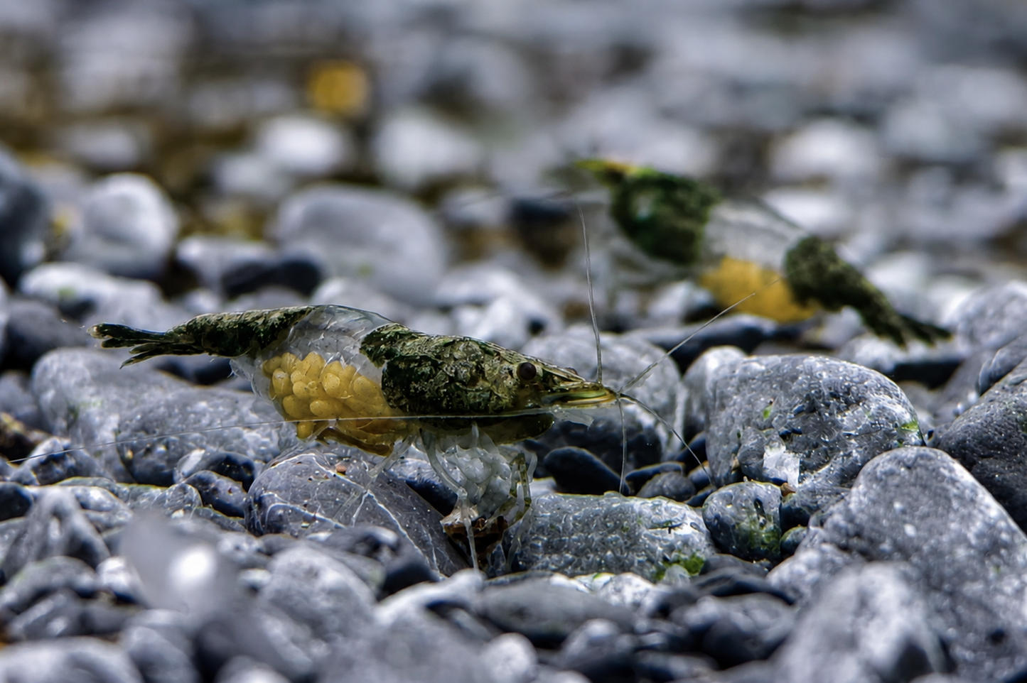 Olive Green Rili