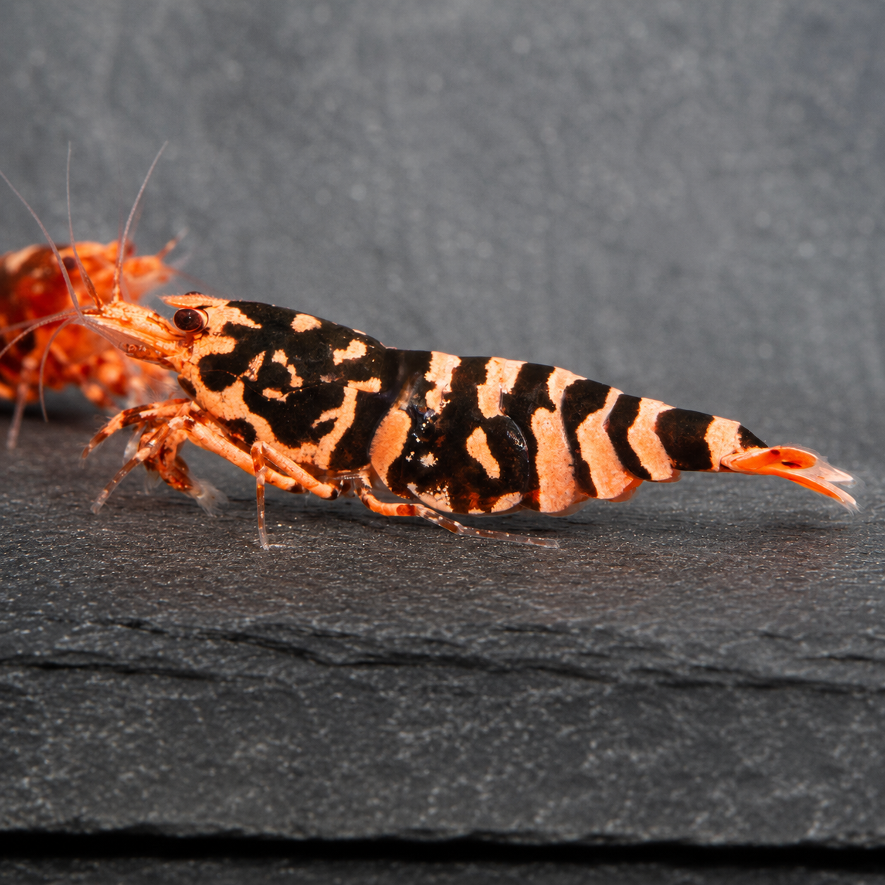 Red Wasp
