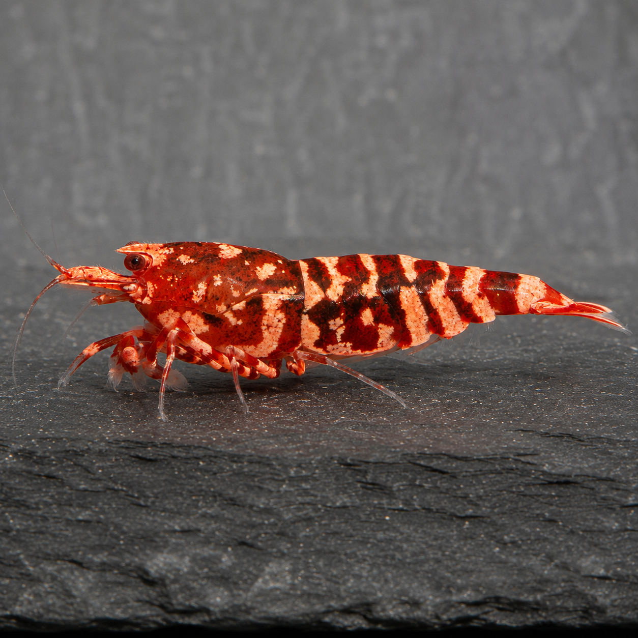 Red Wasp