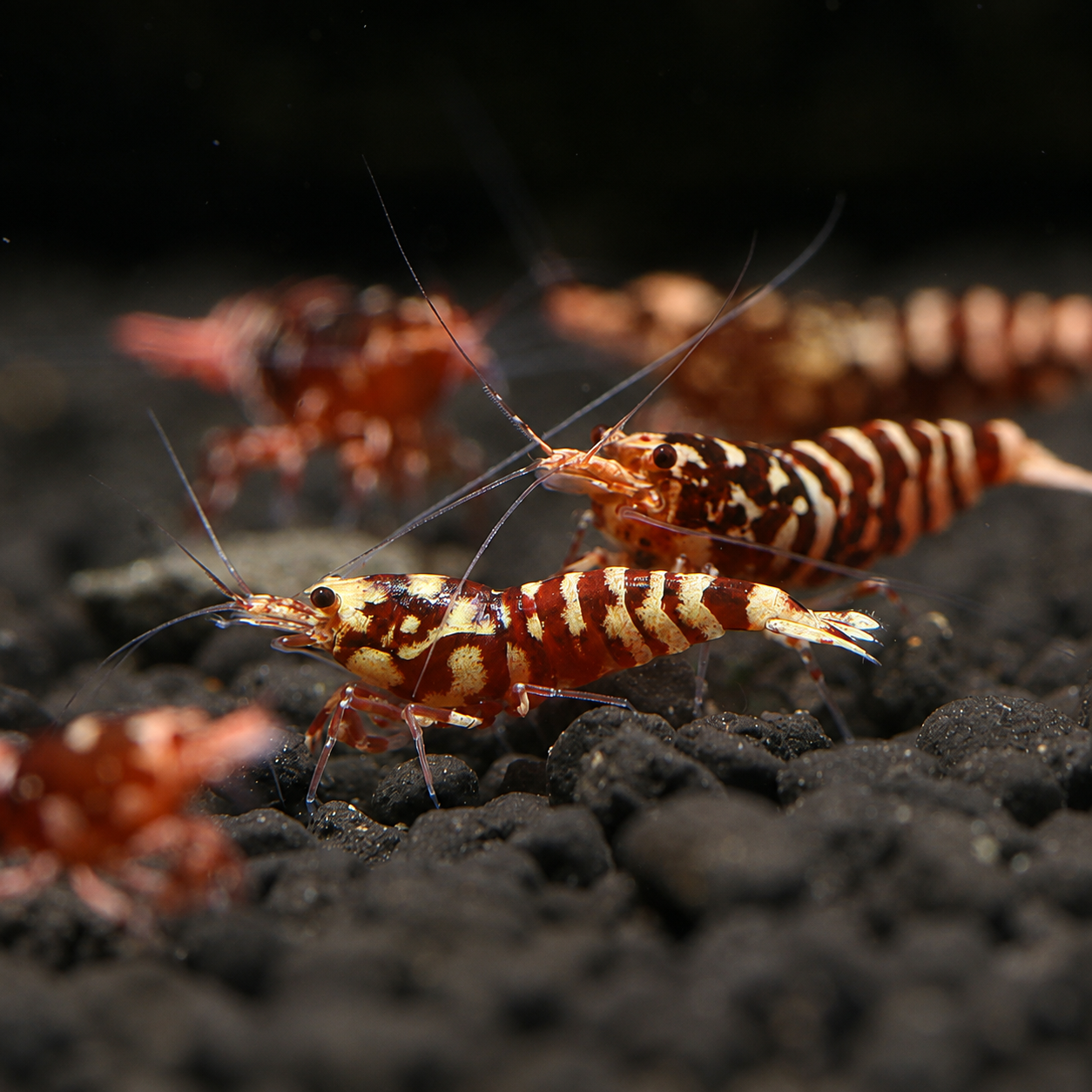 Red Wasp