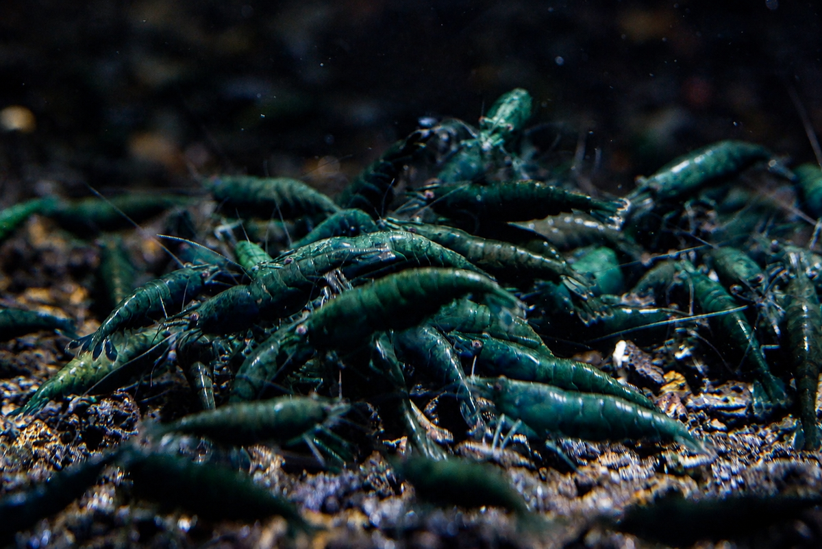 Dark Green Jade