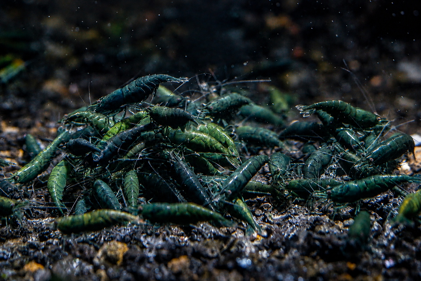 Dark Green Jade