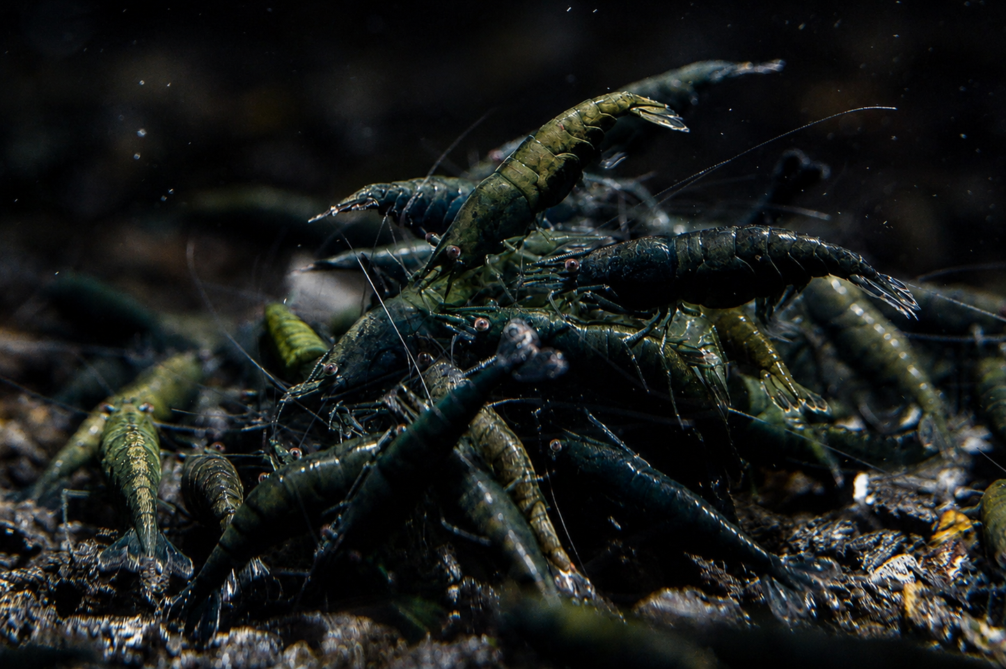 Dark Green Jade