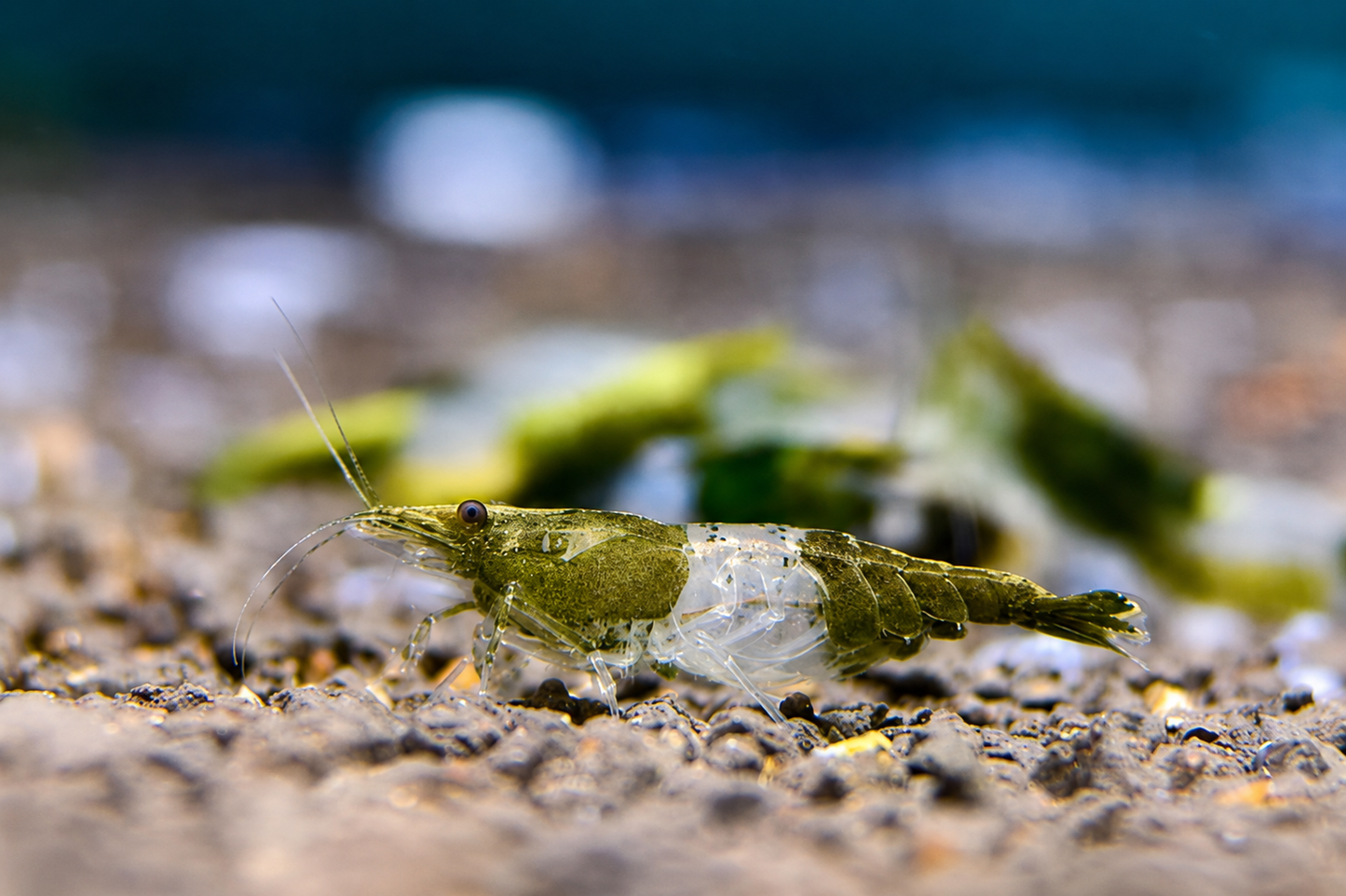 Green Rili