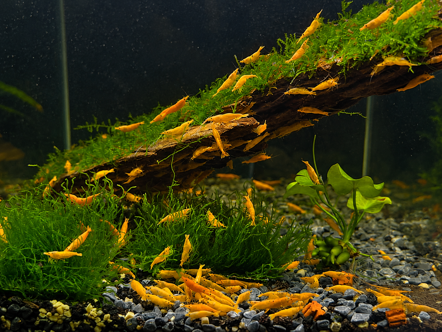 Yellow 24K