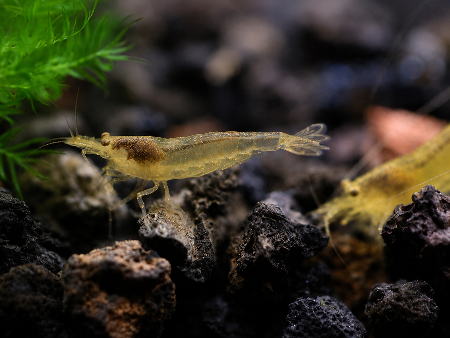 Lemon Yellow Amano / Yamato Shrimp