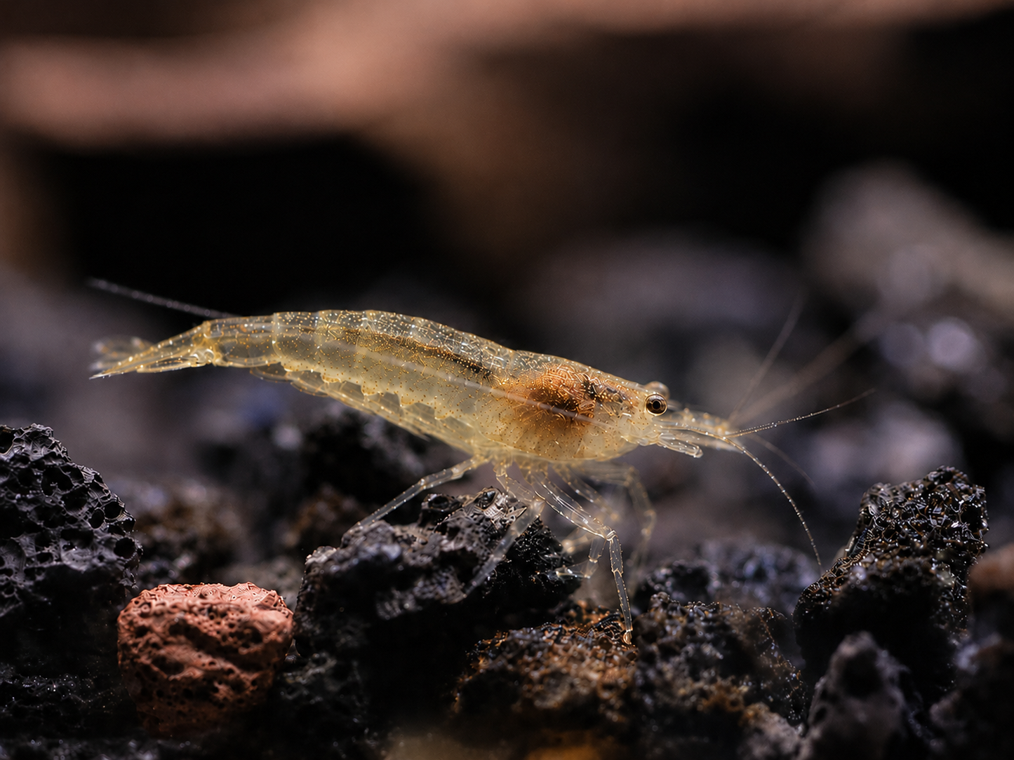 Lemon Yellow Amano / Yamato Shrimp