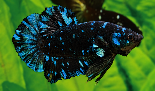 Blue 'Avatar' Halfmoon Plakat (HMPK) Betta