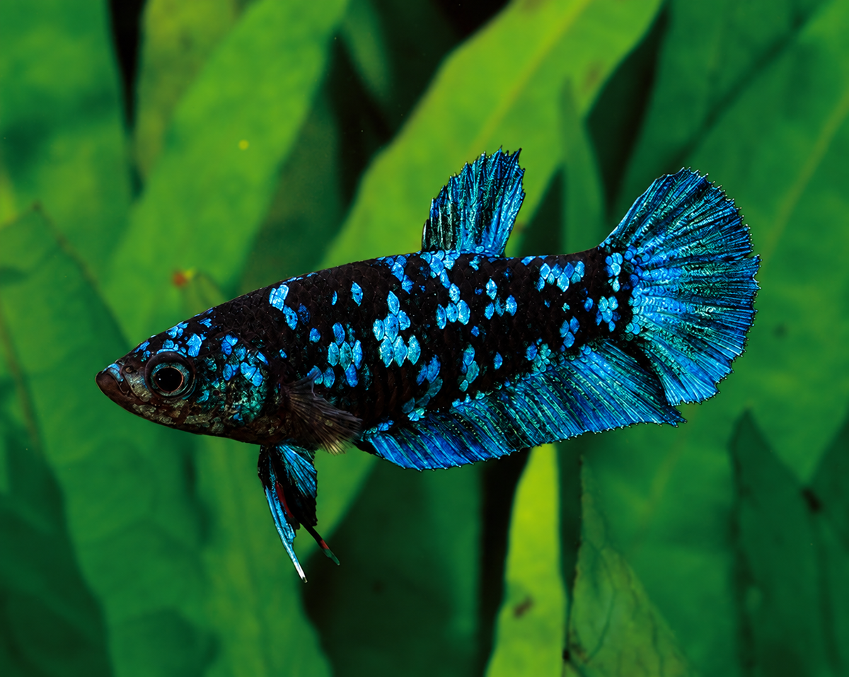 Blue 'Avatar' Halfmoon Plakat (HMPK) Betta