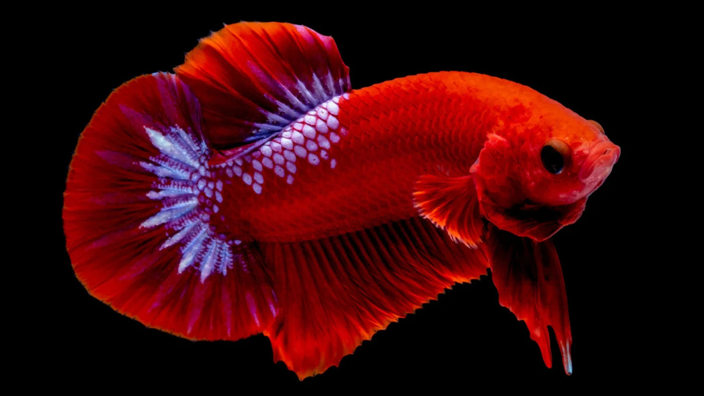 Red 'HellBoy' Halfmoon Plakat (HMPK) Betta