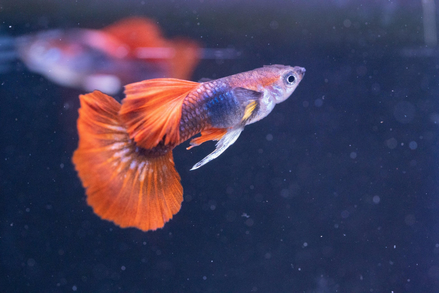 Half Black Red Rose Guppy