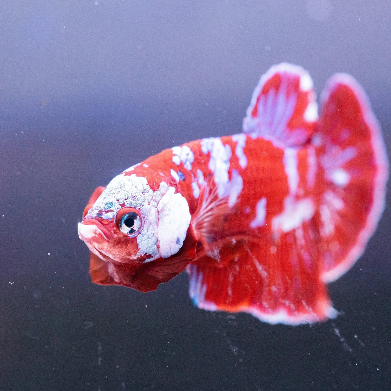 Koi Red Galaxy Cloud Plakat Betta