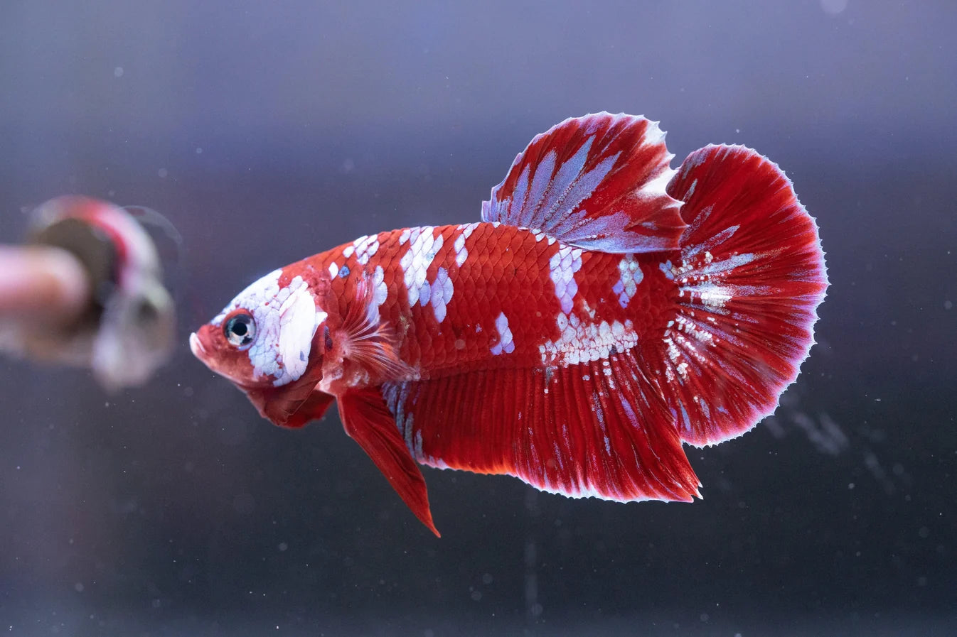 Koi Red Galaxy Cloud Plakat Betta