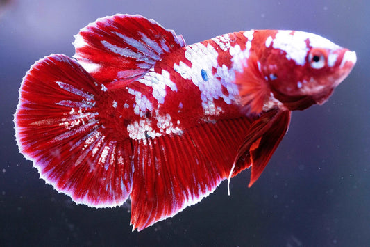 Koi Red Galaxy Cloud Plakat Betta