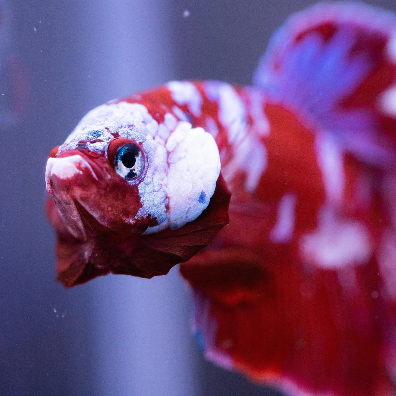 Koi Red Galaxy Cloud Plakat Betta