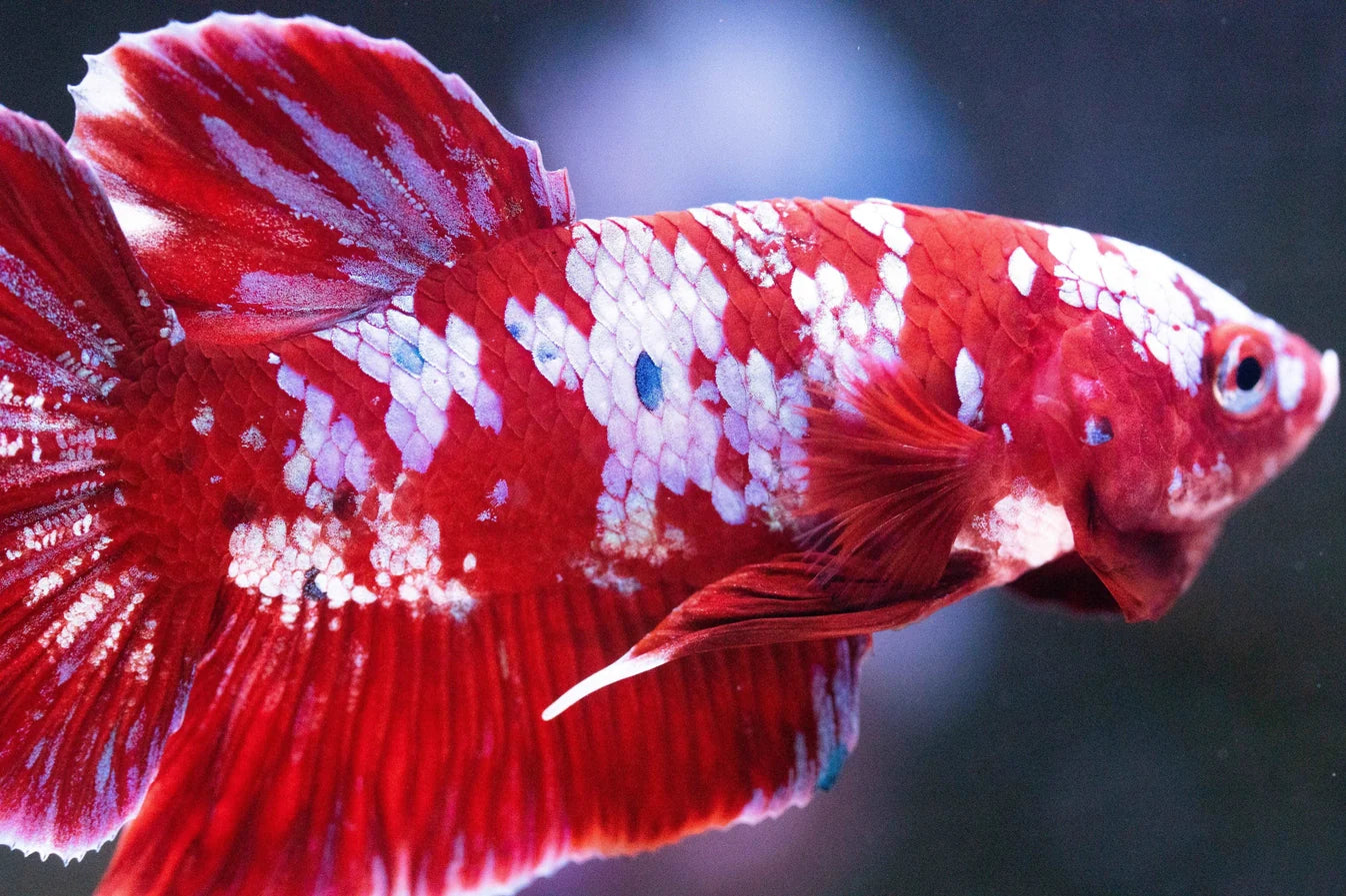 Koi Red Galaxy Cloud Plakat Betta