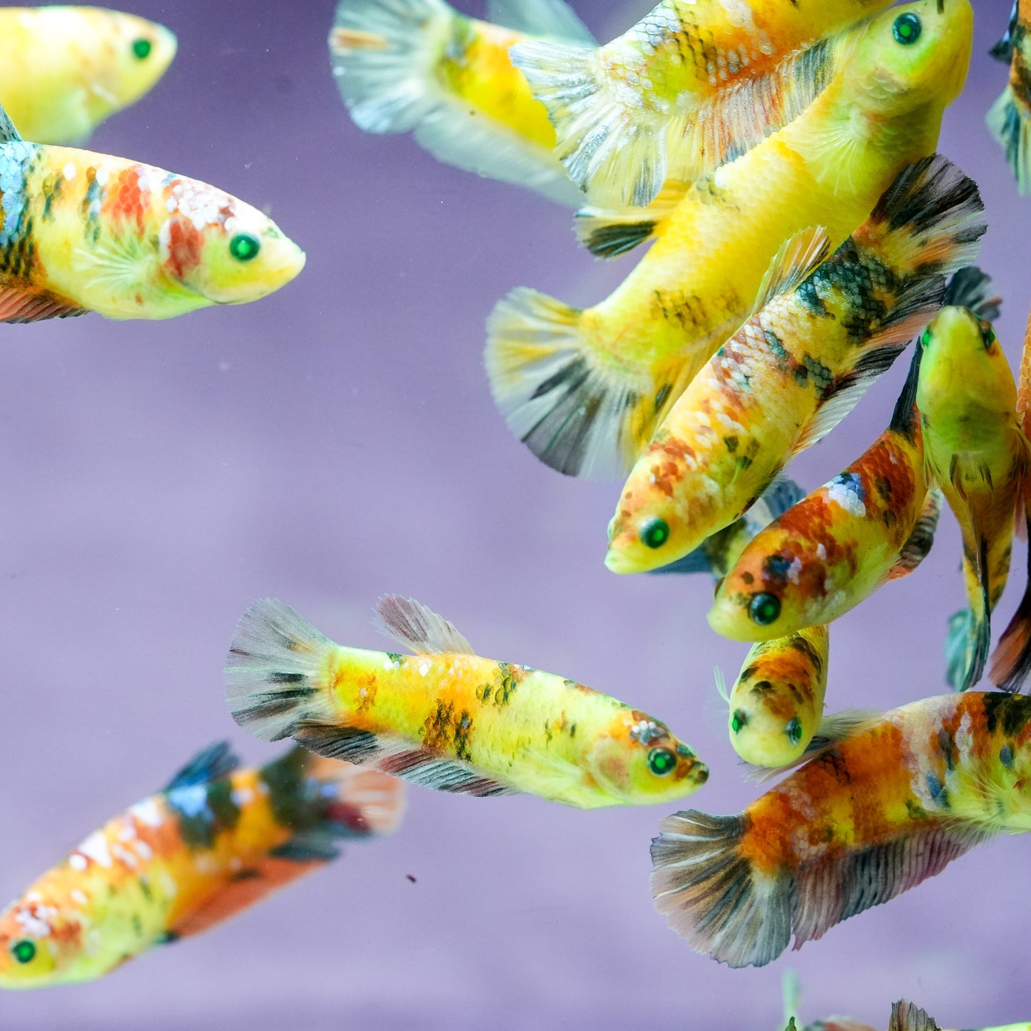 Neon Green Betta Hybrid