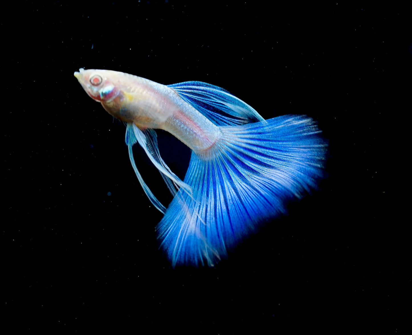 Albino Blue Topaz Guppy