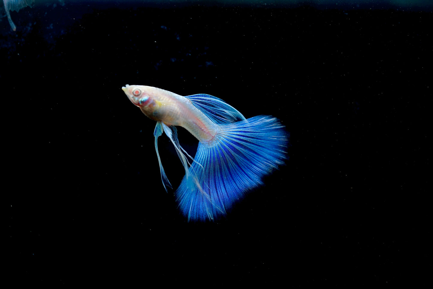 Albino Blue Topaz Guppy