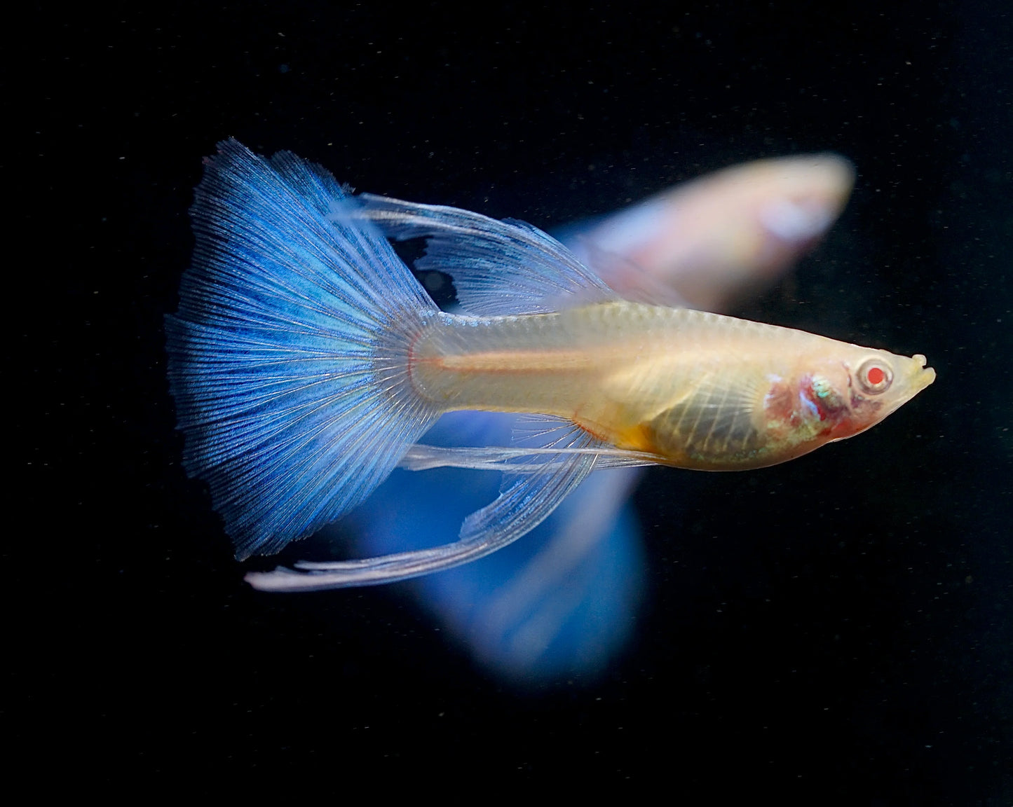 Albino Blue Topaz Guppy