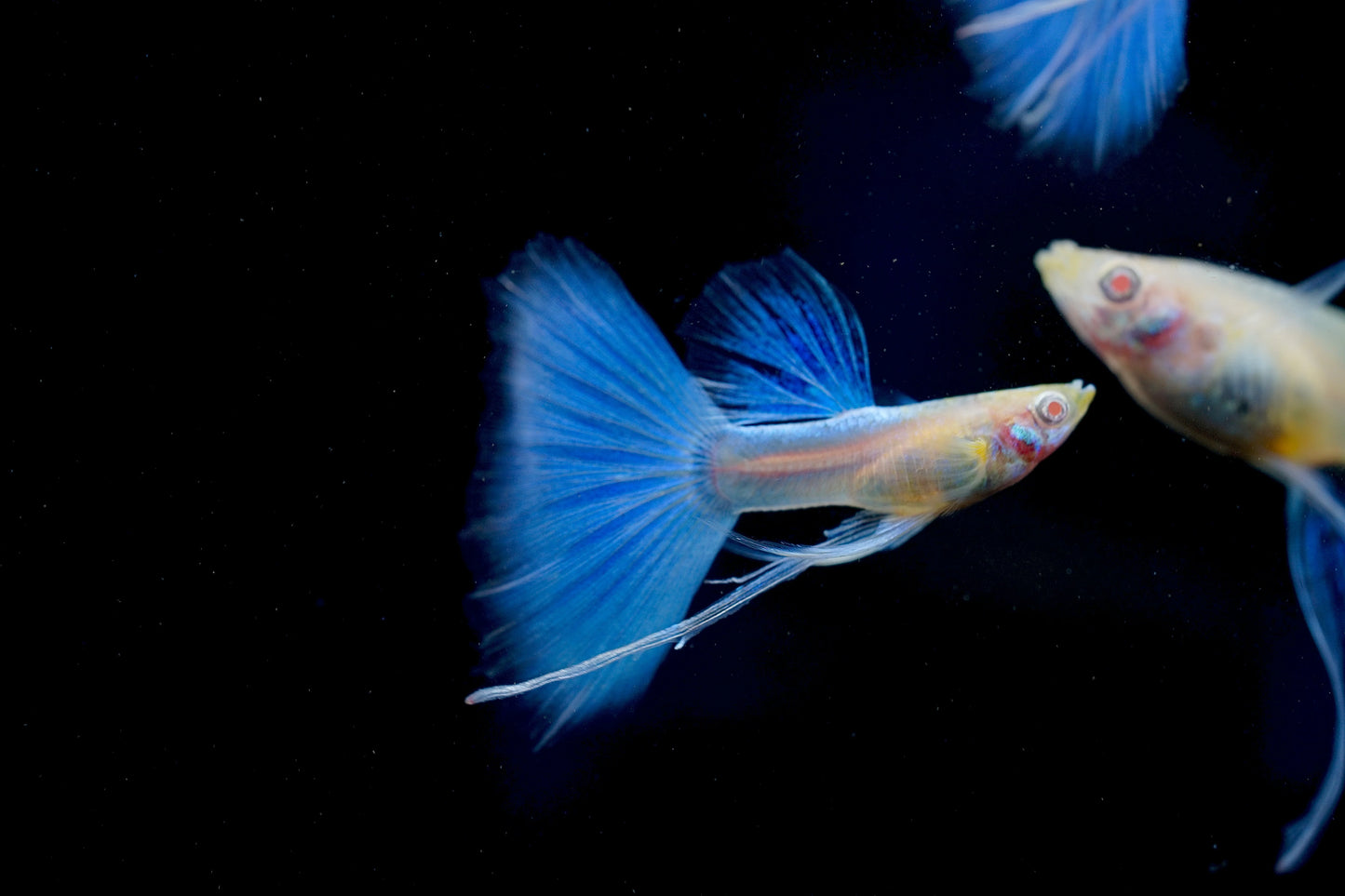 Albino Blue Topaz Guppy