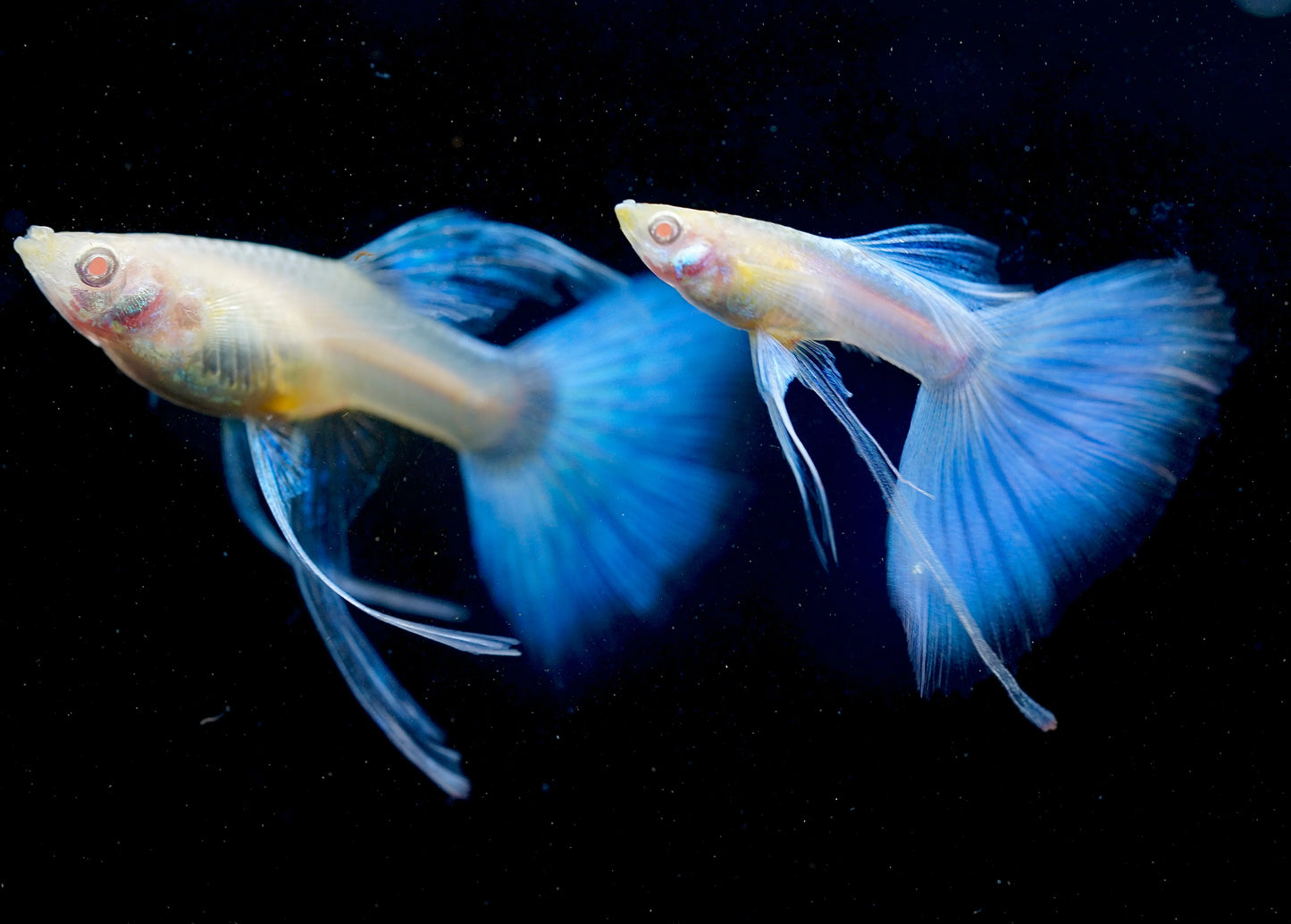 Albino Blue Topaz Guppy