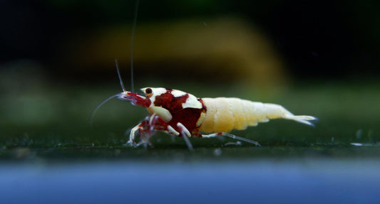 Spotted Red Pinto Mosura