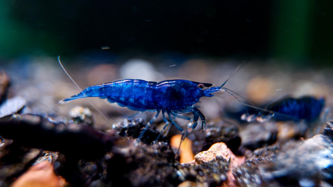 Shrimply Fintastic
