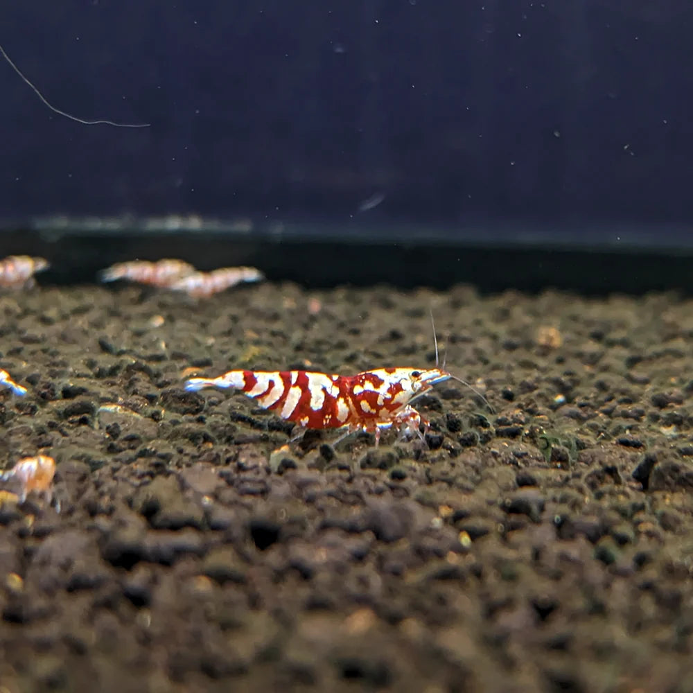 Red Fancy Tiger A-SS (Mixed Grade)