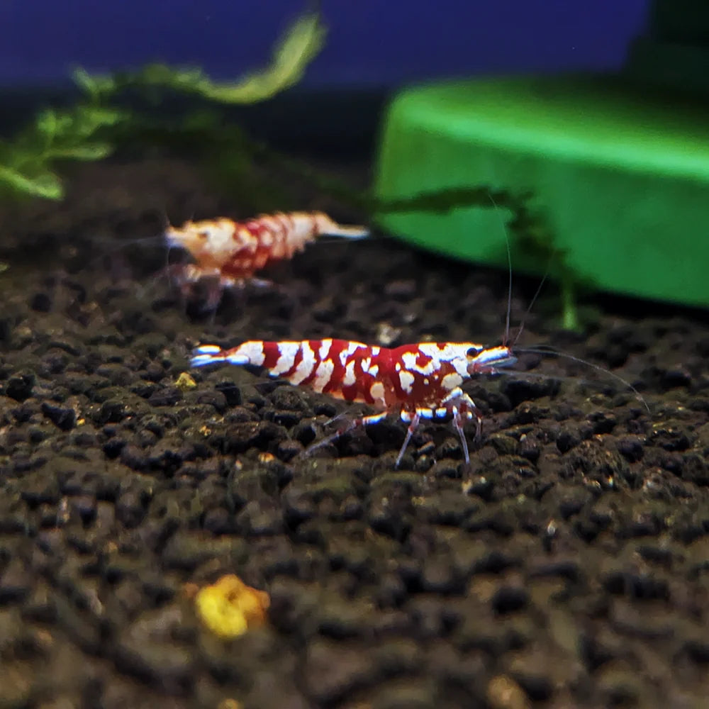 Red Fancy Tiger A-SS (Mixed Grade)