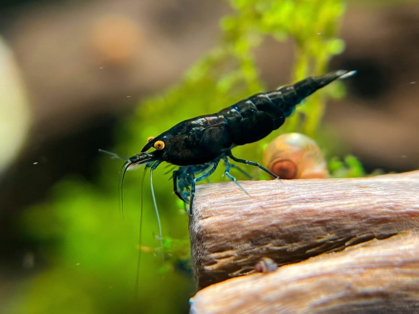 Orange Eye Black Demon