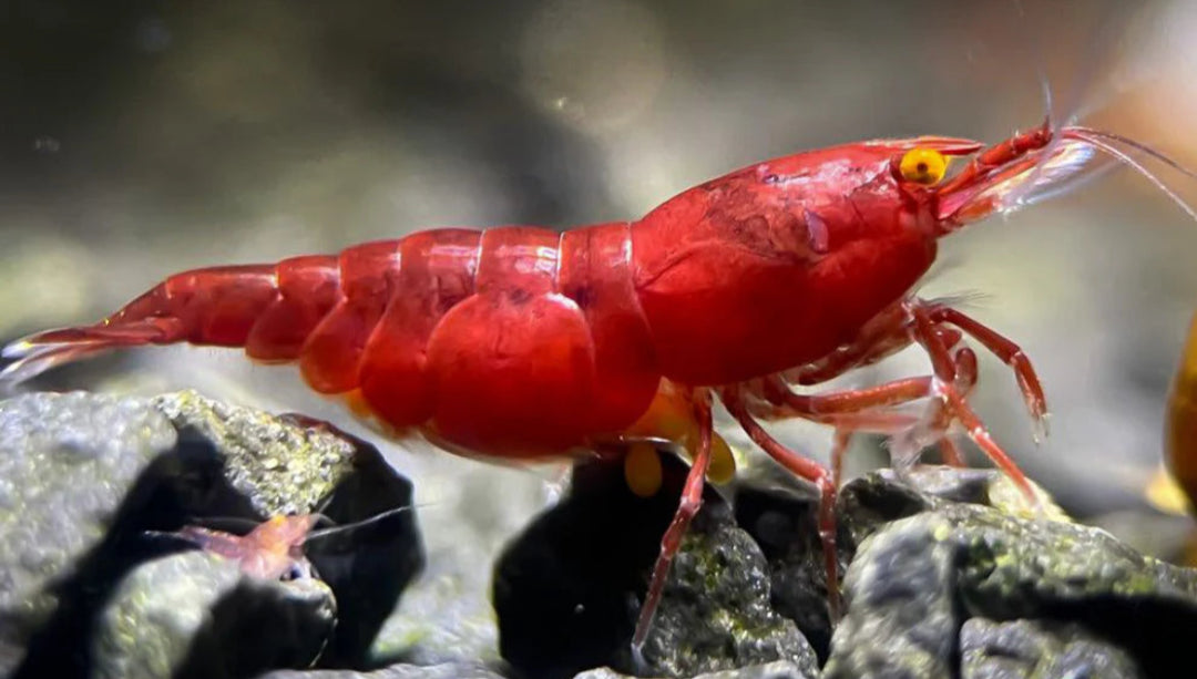 Orange Eye Red Demon