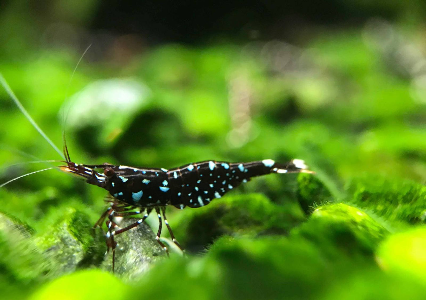 Black Galaxy Sulawesi