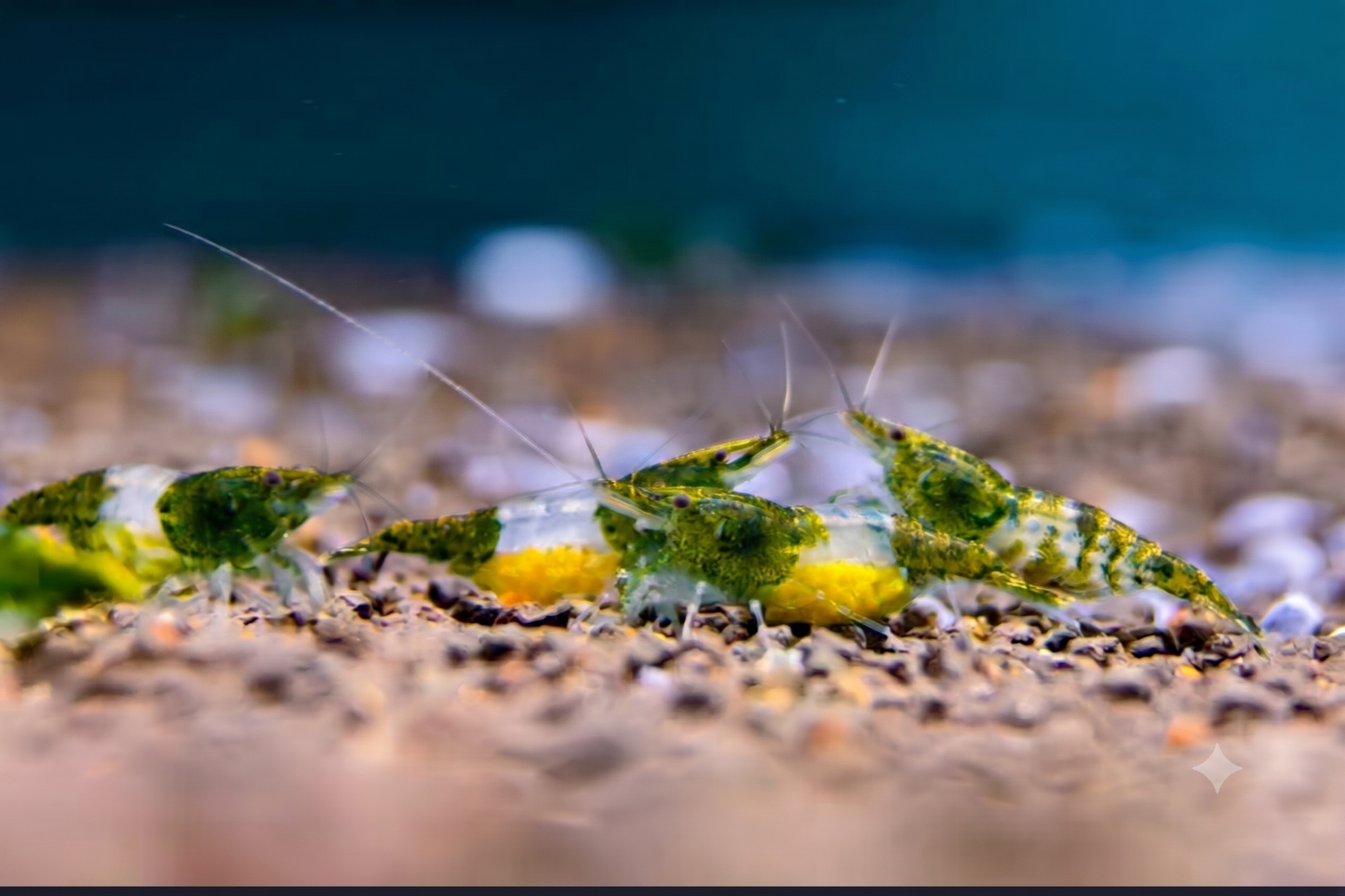 Green Rili