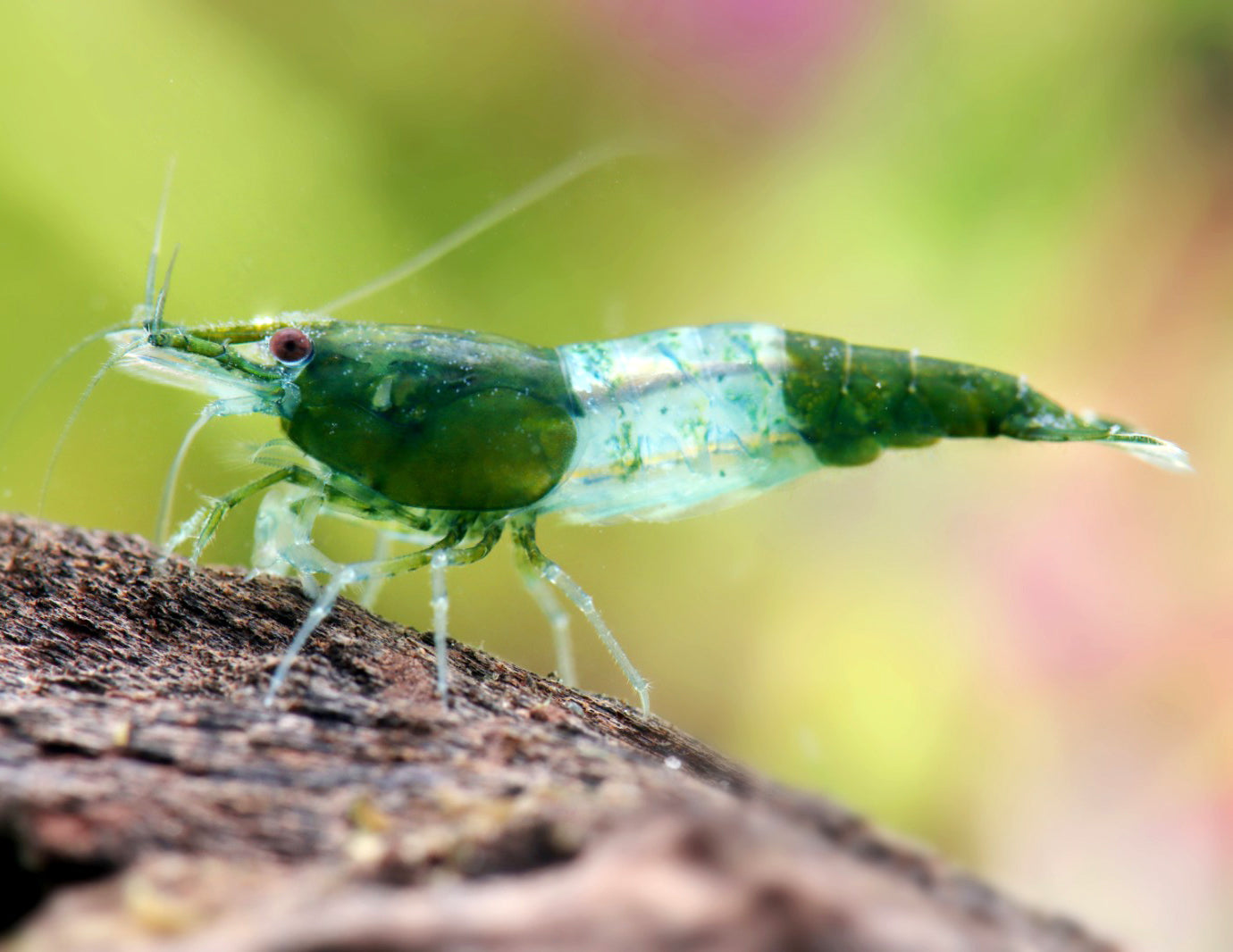 Green Rili