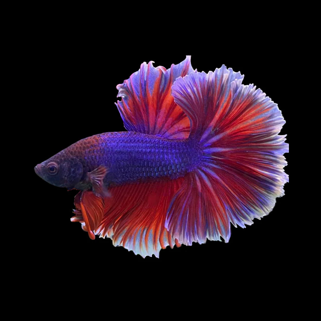 Dumbo Lavender Butterfly Halfmoon Betta