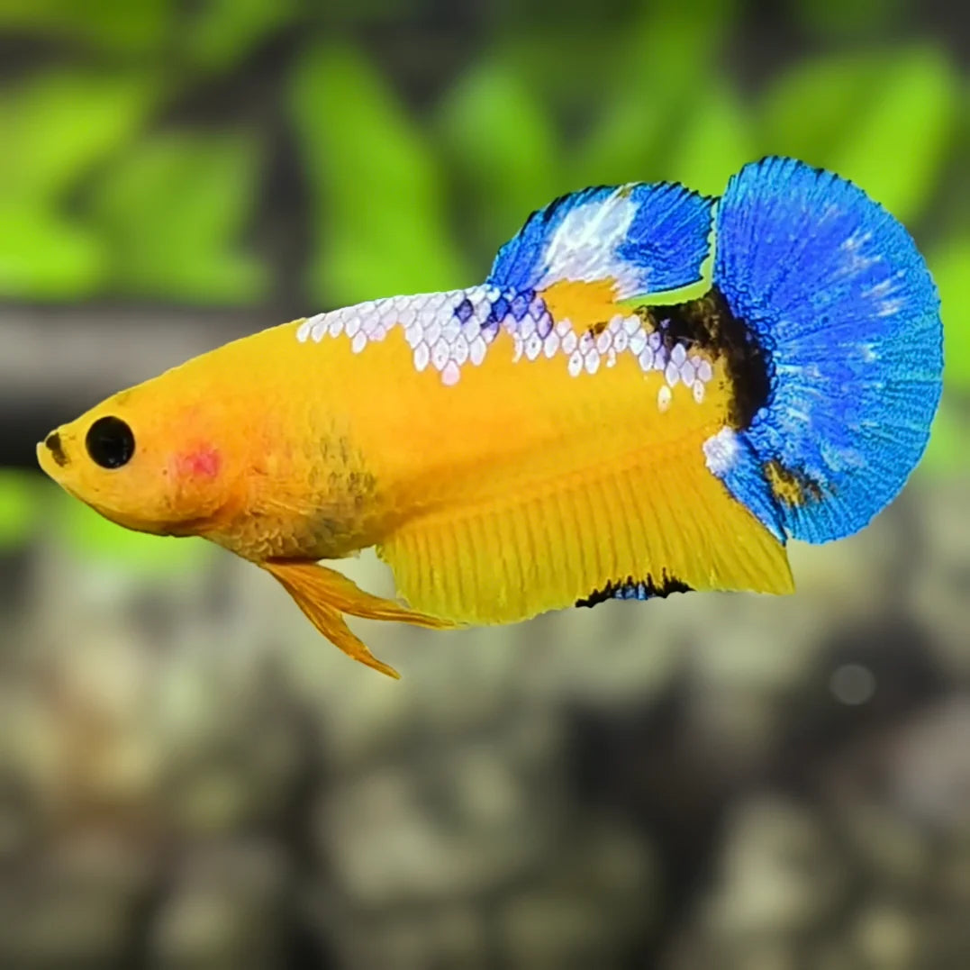 Yellow 'HellBoy' Halfmoon Plakat (HMPK) Betta