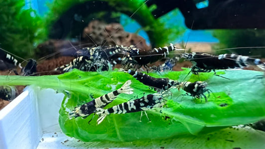 Black Nanacy (Black Nanashi)