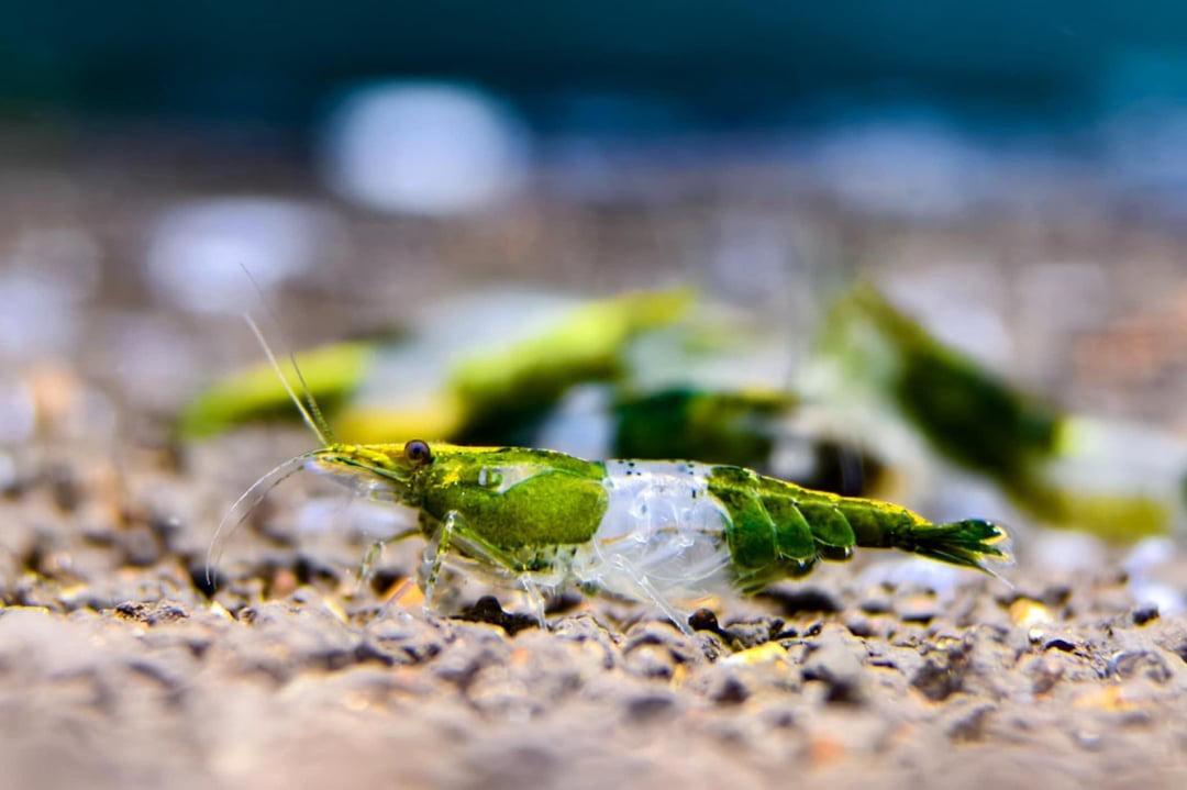 Green Rili