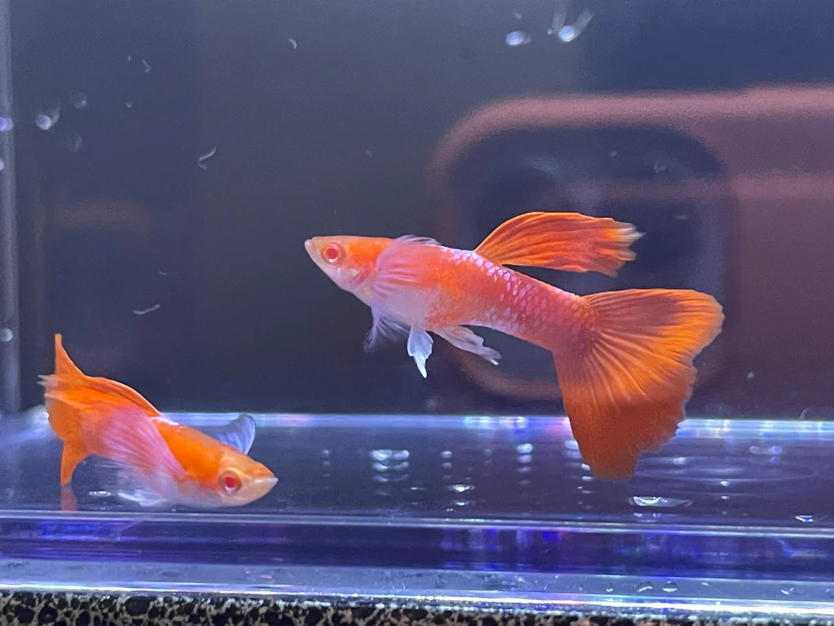 Albino Full Red Blue Ear Guppy