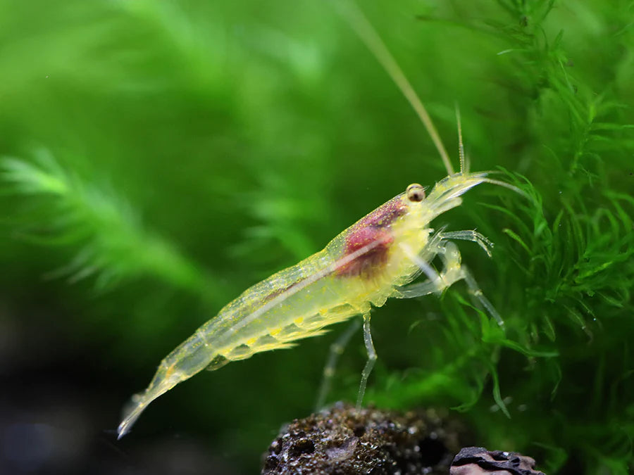 Lemon Yellow Amano / Yamato Shrimp