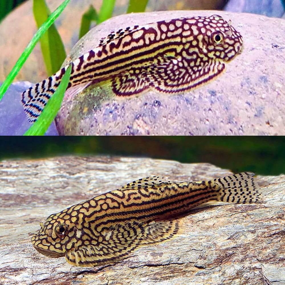 Reticulated Hillstream Loach / Tiger Hillstream Loach