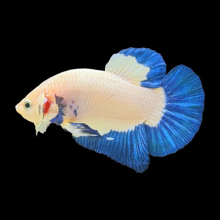 Blue Rim Halfmoon Plakat (HMPK) Betta