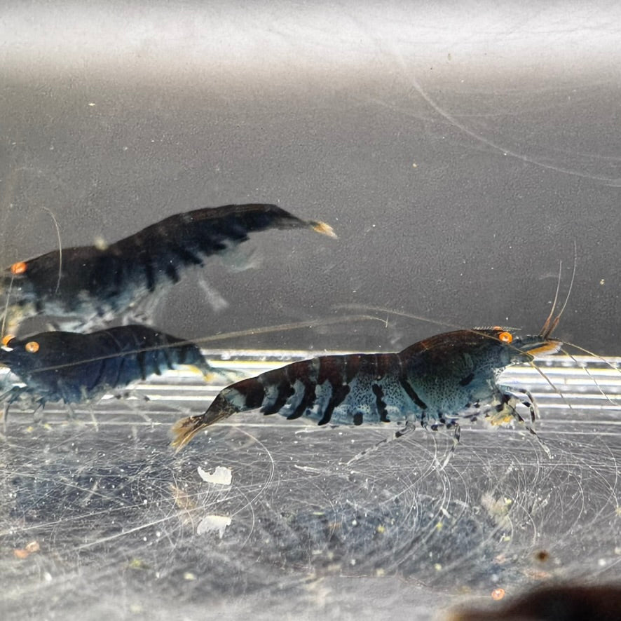 Orange Eye Blue Tiger (OEBT)