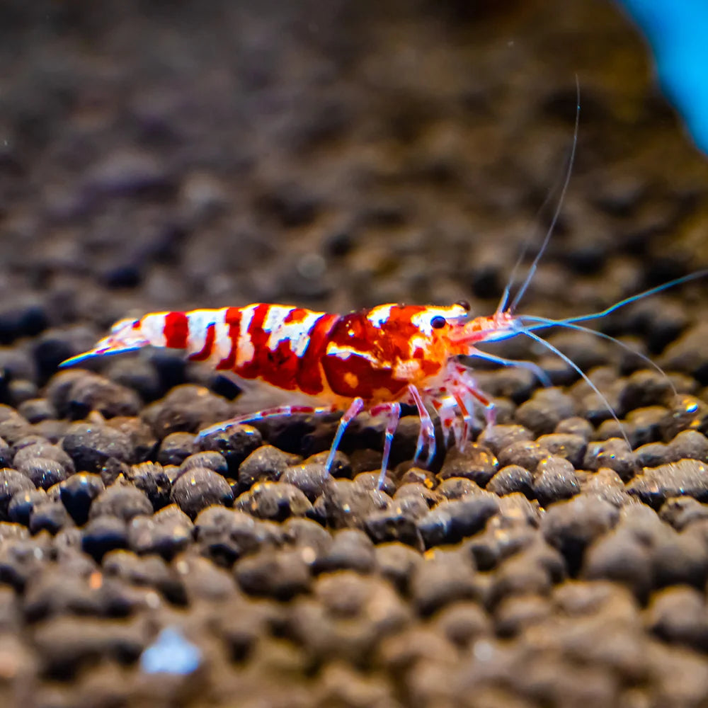 Red Fancy Tiger A-SS (Mixed Grade)