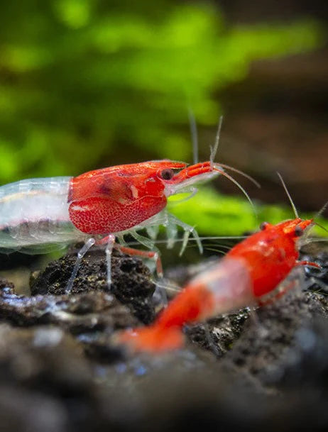 Red Ril Red Rili – Shrimply Fintastic