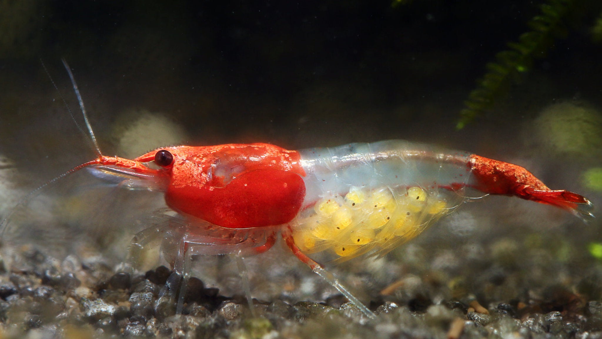 Red Ril Red Rili – Shrimply Fintastic